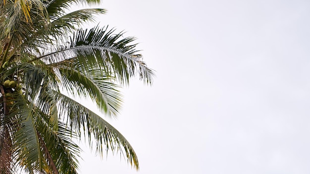 closeup of the fresh growing coconut tree