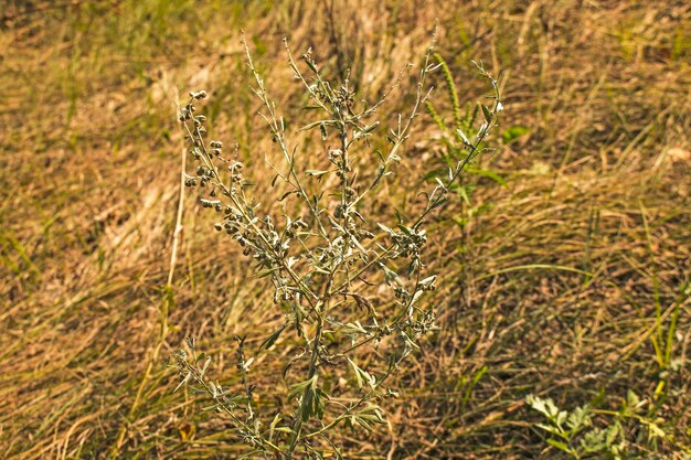 アーテミシア・アヌア (Artemisia annua) の新鮮な成長のクローザップ