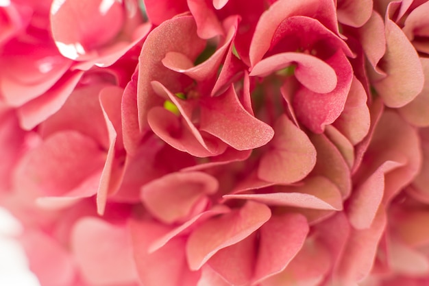 Closeup fresh hydrangea petals