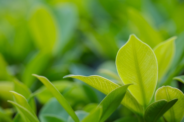 Closeup of fresh leaves on green nature background