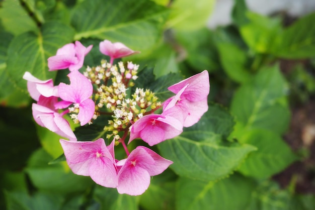 Closeup of fresh Musk mallow flower in a garden Macro details of a bunch of beautiful pink petals growing in a calm quiet uncultivated ecological forest or backyard during the spring season