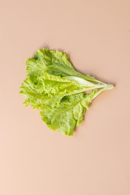 Closeup Fresh organic green leaves lettuce salad plant in hydroponics vegetables farm system