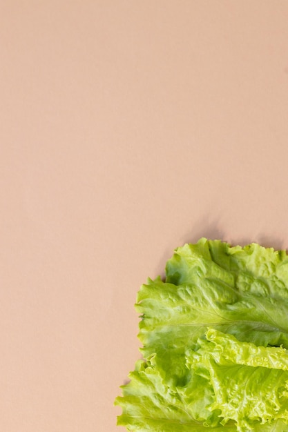 Closeup Fresh organic green leaves lettuce salad plant in hydroponics vegetables farm system