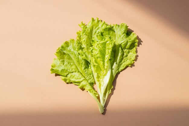 Closeup Fresh organic green leaves lettuce salad plant in hydroponics vegetables farm system
