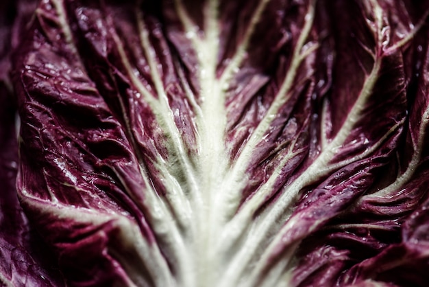 Closeup of fresh organic radicchio