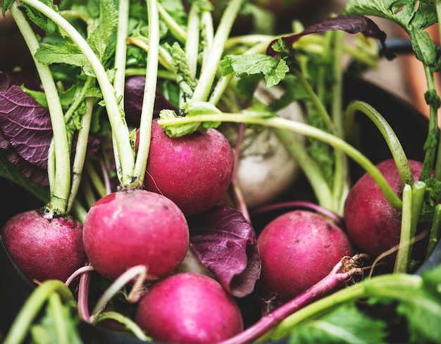 Closeup of fresh organic radishes