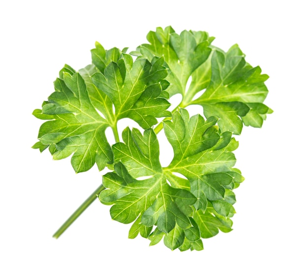 Closeup of fresh parsley branch isolated on white