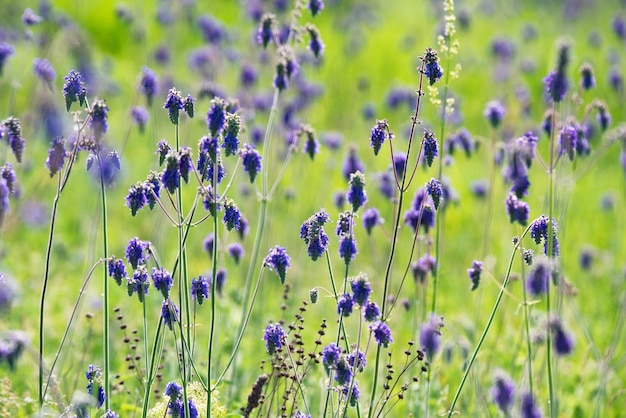 Closeup of fresh purple flowers of salvia nutans in steppe