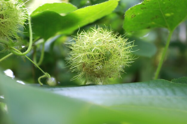 Closeup fresh raw hairy fruits of Fetid passionflower