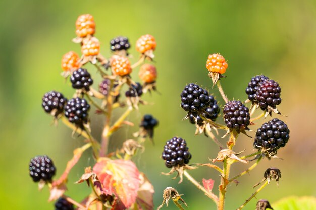 Closeup of fresh ripe blackberry berries