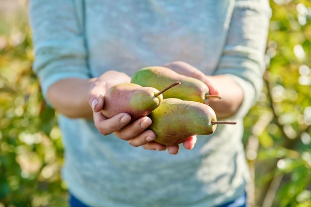 Closeup fresh ripe juicy pears in woman hands outdoor Harvesting in orchard summer autumn season Gardening agriculture farming organic natural eco fruits vitamin health food concept