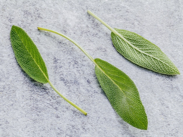 Photo closeup fresh sage leaves  on stone background.