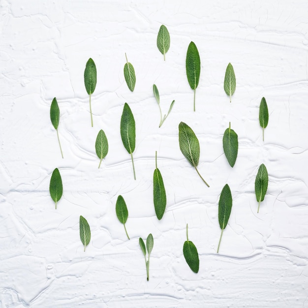 白い木製の背景に新鮮なサルビアの葉をクローズアップする プラットレイの新鮮なサービア・オフィシナリスの代替薬
