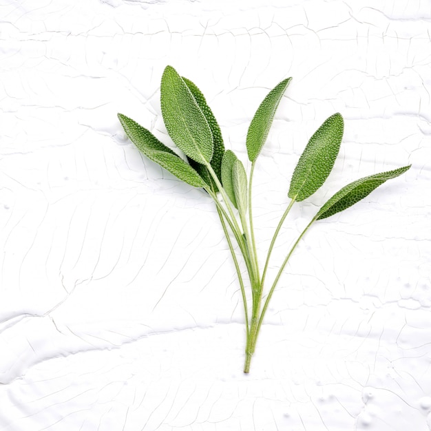 Closeup fresh sage leaves  on white wooden background . 