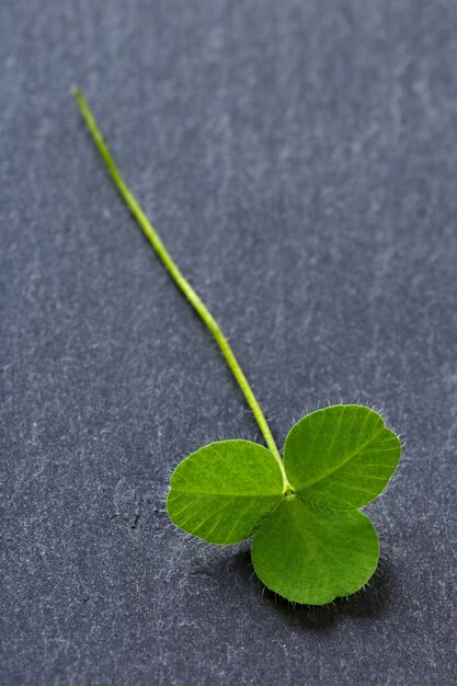 Closeup of fresh sprouts of grass clover. Symbol of the holiday St. Patrick's Day