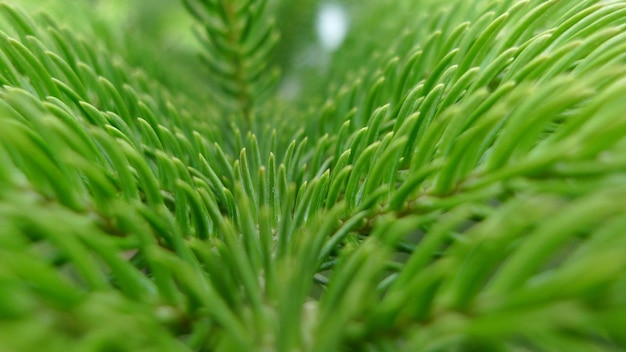 Closeup fresh verdant coniferous cypress leaves