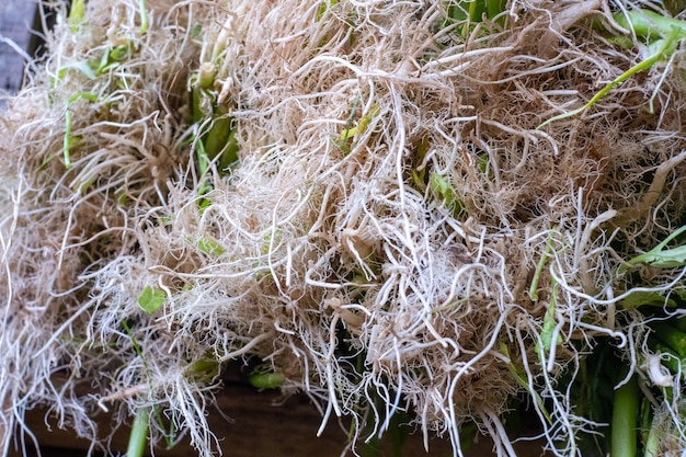 Photo closeup of fresh water spinach roots in the market selective focus