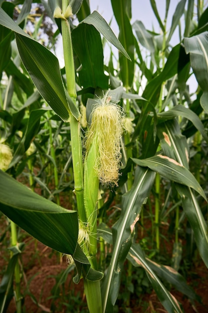 closeup of fresh young corn on the plantation