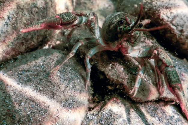 Photo closeup freshwater crayfish underwater astacus astacus crystal clear water