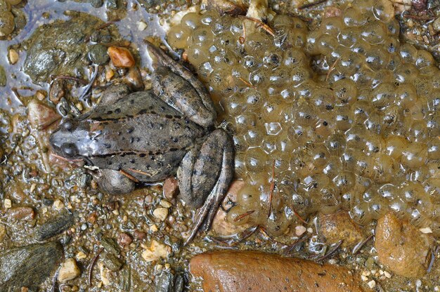 Closeup of a frog and frogspawn in the water