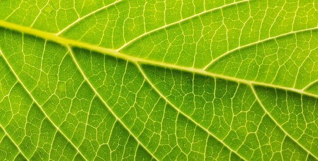 A closeup from a green leaf with vains. Taken in Studio with a 5D mark III.