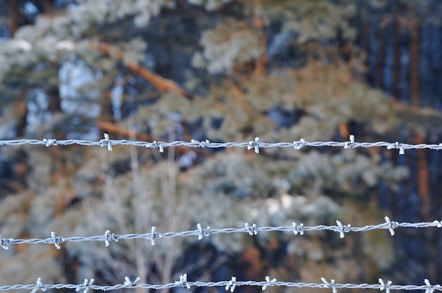 Closeup of frosted barbed wire with ice crystals