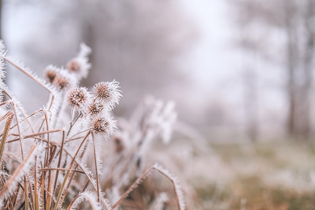 Closeup frozen plants meadow grass in hoarfrost on blurred winter landscape with soft pastel colors