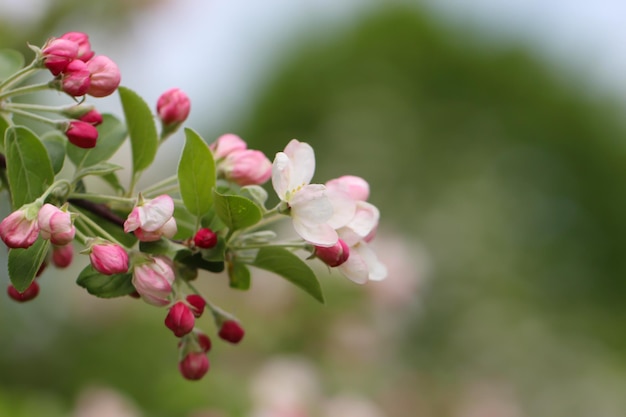 closeup of fruit apple flowers and buds on a blurry green background with copy space for text