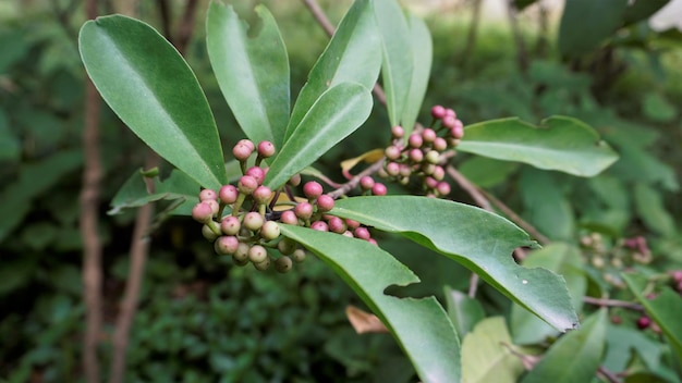 Photo closeup of fruits from plants of ardisia elliptica also known as shoe button ardisia shoebutton china shrub lampenne