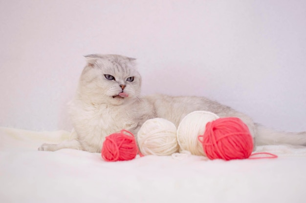 Closeup of funny lying on fluffy blanket with yarn Striped cat is playing with pink and white balls balls of thread on white bed