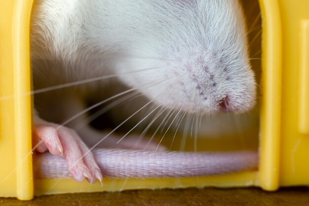 Крупный план смешной белой домашней крысы с длинными бакенбардами, сидящими в желтом пластиковом домике для домашних животных.