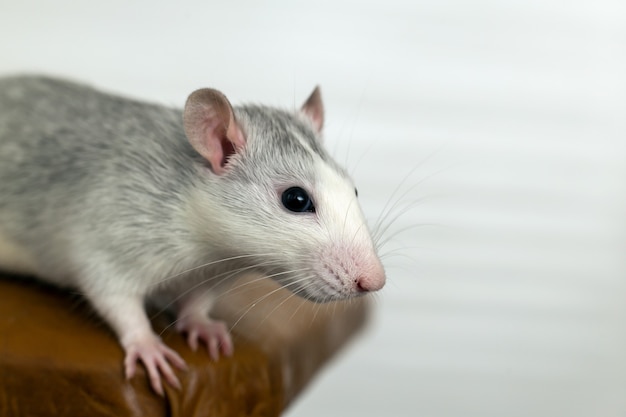 Closeup of funny white domestic rat with long whiskers.