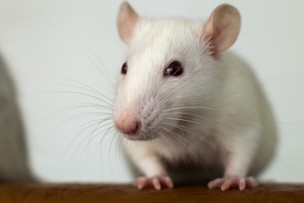 Closeup of funny white domestic rat with long whiskers.