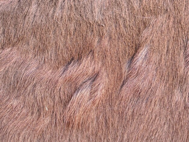 Photo the closeup of the fur of horse warm winter brown horse fur