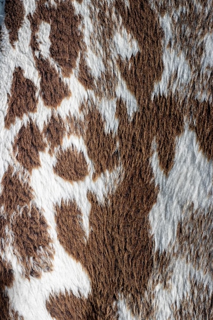 A closeup of a furry mammal its soft brown fur filling the frame against a neutral background