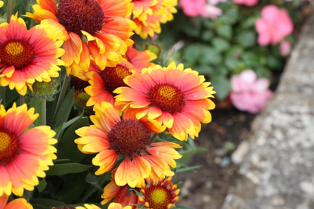 햇빛 아래 정원에서 자라는 Gaillardia pulchella의 근접 촬영