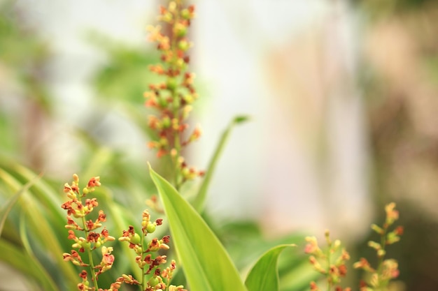 Closeup galangal flower Alpinia galanga blooming in the garden leaving empty space