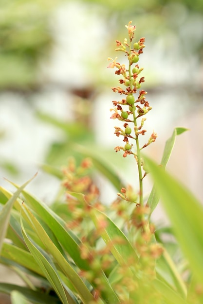 Closeup galangal flower Alpinia galanga blooming in the garden