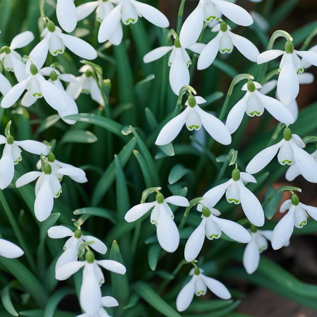 Крупный план Galanthus nivalis, растущего в саду на заднем дворе летом. Увеличьте изображение подснежника, цветущего и цветущего на поле или лугу сверху. Вид сверху на белые цветы, цветущие в парке.