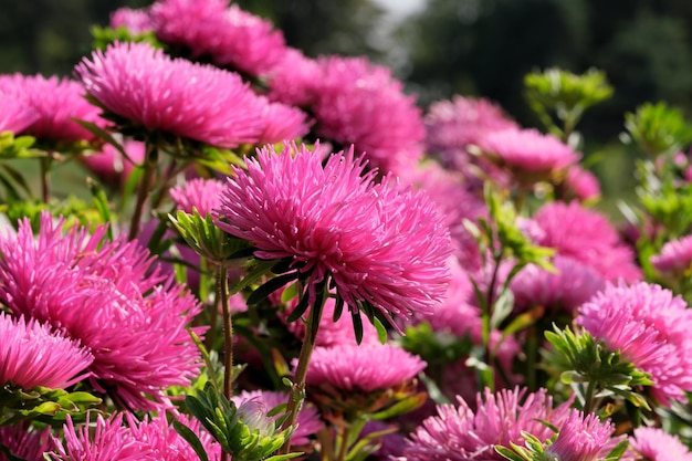 Closeup garden aster blooms