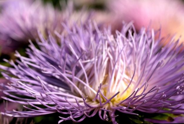 Closeup garden aster blooms