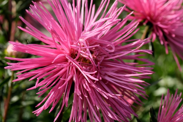 Closeup garden aster blooms