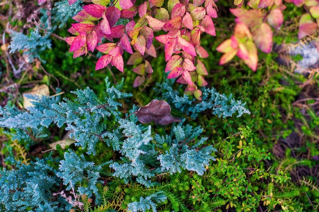 Foto un primo piano di un letto di giardino con una varietà di piante blu verde e rosa