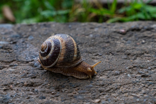 Closeup of garden snail crawling on rock