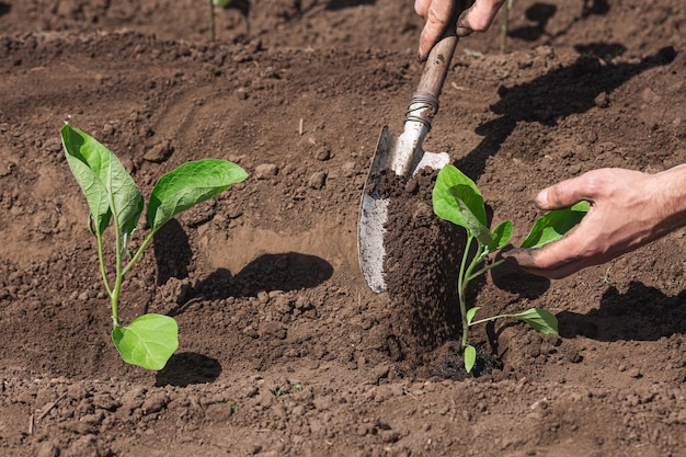 野菜畑にナスを植えるクローズアップ庭師シャベルで苗を植える