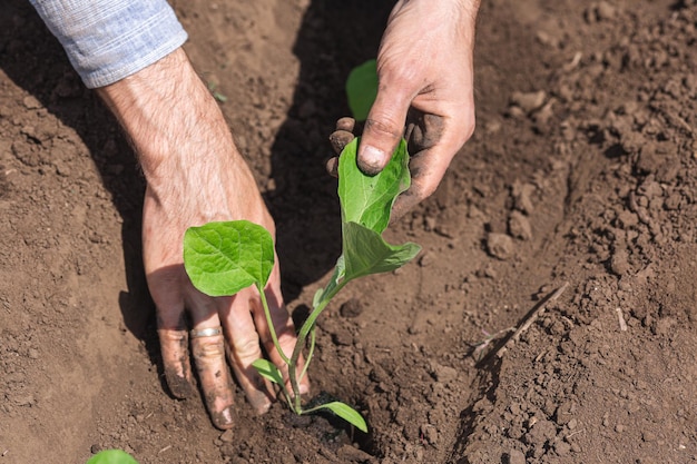 Primo piano giardiniere che pianta melanzane nell'orto