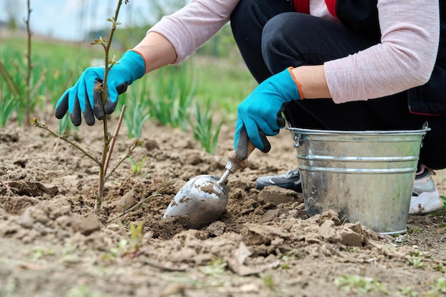 Closeup of gardener's hands in gloves with shovel digging blackberry bush