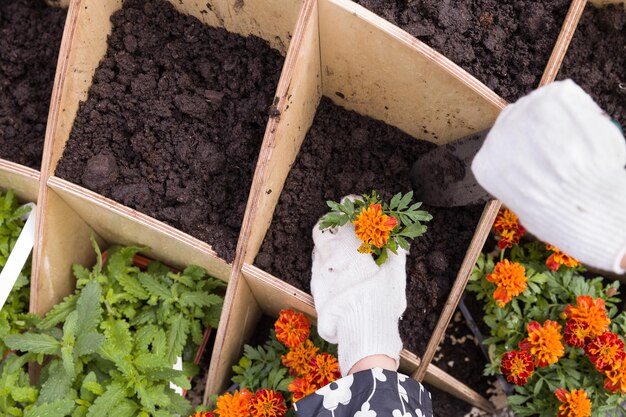 Closeup of gardener's hands planting small flowers at back yard in spring