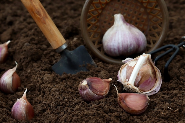 Closeup of gardener sets garlic in soil at field.