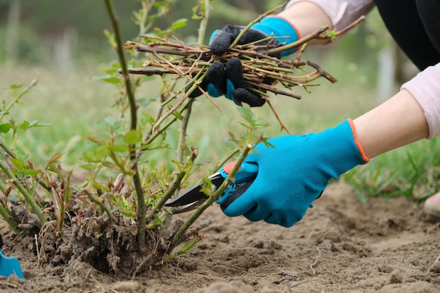 Primo piano della mano dei giardinieri in guanti protettivi con il potatore del giardino